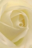 This image invites you to sink into the heart of a cream-white rose, its spiraling petals softly curling inward as if secrets are being folded close, much like quiet moments shared in Brentwood's welcoming gardens. The velvety, almost translucent layers create an atmosphere of morning peace, their tips kissed by the faintest light and shadow. Among the gentle folds, depth and gentle drama emerge, evoking the stillness found along Shenfield Road in the calm hours before midday. The sensation is tranquil and restorative - an ideal image for reflecting love, sympathy, or the gentle hope of a new beginning. As a Brentwood florist would share, this rose's understated fragrance is a sweet memory lingering between spaces, subtle yet unforgettable. The close-up perspective showcases not only the delicate artistry of the flower itself but also the heartfelt care and tradition invested in every bouquet prepared for Brentwood's families and friends.